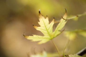 Maple leaves in autumn forest in sunny day 