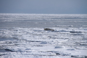 Obraz premium 流氷138