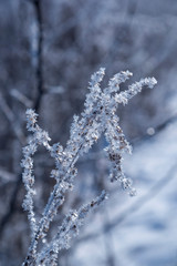 Obraz premium Branch ice covered on blurred natural background. Hoarfrost on dried flowers in backlight at sunny day. Macro shot
