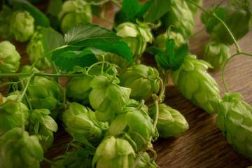 Hops twining bines. Concept of beer brewing process. Green herbal pattern background with climbing strings, hop cones and catkins. Traditional craft ingredient for brewery