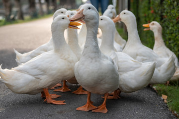 Close up group of white ducks