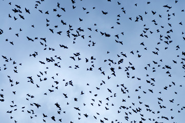 silhuette of a flock of birds under a blue sky and clouds