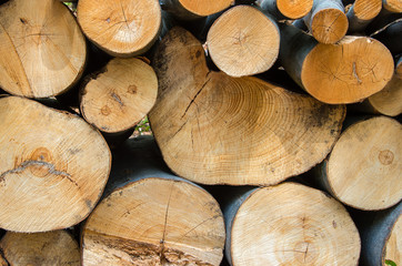 Fototapeta premium Pile of wood logs ready for winter