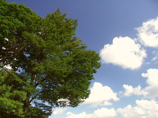 夏空と欅