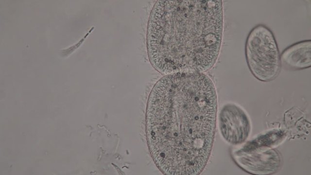 Paramecium caudatum is a genus of unicellular ciliated protozoan and Bacterium under the microscope.