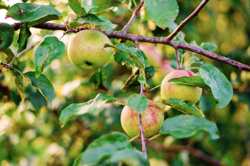 Ripe apples on the tree. Natural organic fruits, agriculture, healthy lifestyle concept. Vegan diet. 