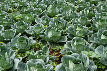 Cabbage planting field at harvesting stage, leafy agriculture