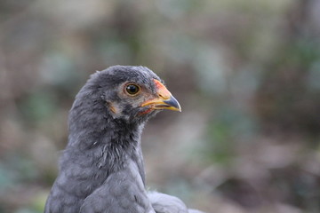 Huhn