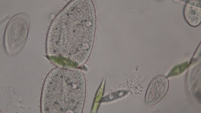 Paramecium caudatum is a genus of unicellular ciliated protozoan and Bacterium under the microscope.