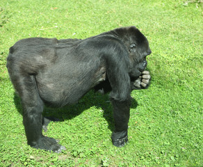 Western lowland gorilla (Gorilla gorilla) in green meadow