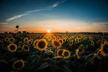Fototapeta premium 満開のひまわり畑と夕暮れ