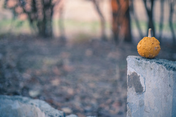 autumnal background with pumpkins ideal for halloween