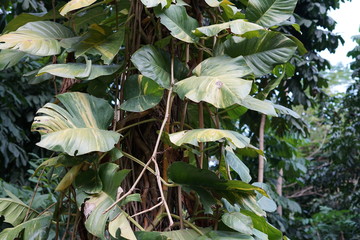 Yellow and green leaf of Monstera Farigated vine on big tree