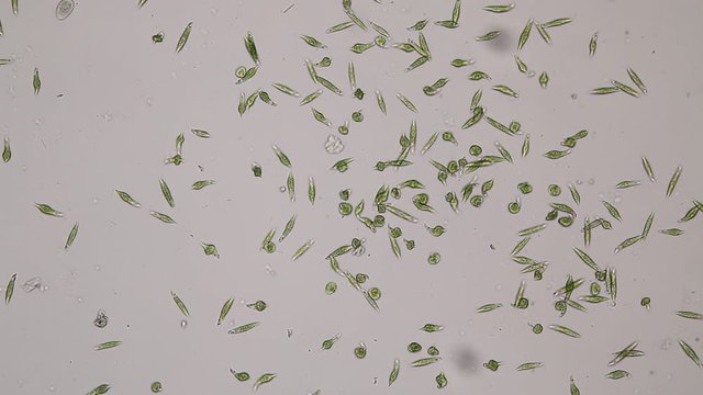 Euglena is a genus of single-celled flagellate Eukaryotes under microscopic view for education.