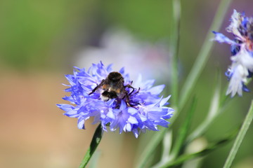 Hummel © Tanja Naturfoto