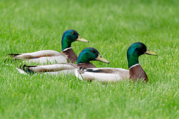 wild ducks at the pond