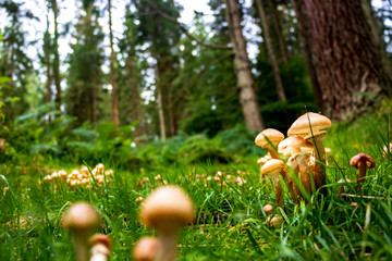 Wild mushroom in the forrest
