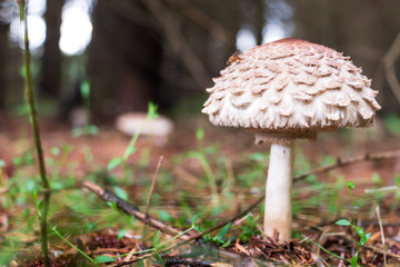 Wild mushroom in the forest