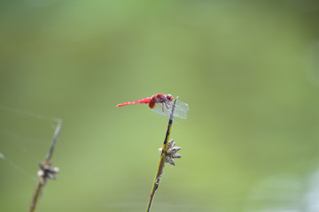 ショウジョウトンボ