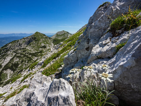 Edelweiss on the meadow on top of Rodica mountain mountain in the summer, Slovenia