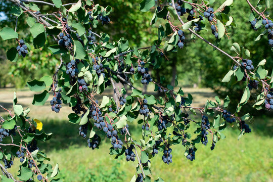 Ripe dark purple berry on the branches. Karinka, Irga, Yurga, Pirus, Amelanchier ovalis