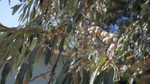 a branch with linden fruits sways in the wind in the sun