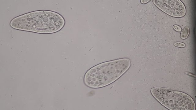 Paramecium caudatum is a genus of unicellular ciliated protozoan and Bacterium under the microscope.