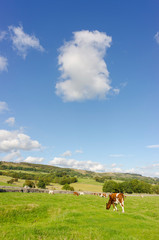 Deryshire Cows