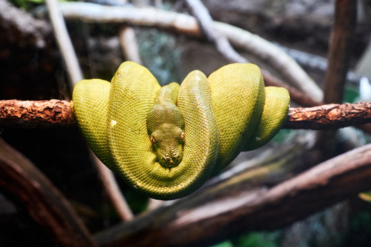 Snake on branch