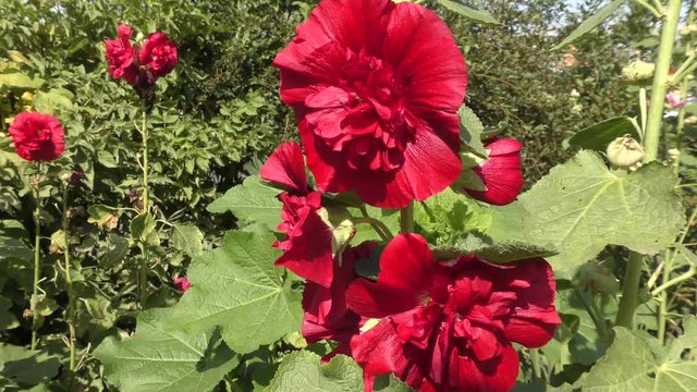 Malva terry red flower in the summer garden