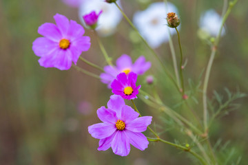 Fototapeta premium Colorfull cosmos flowers against a green background