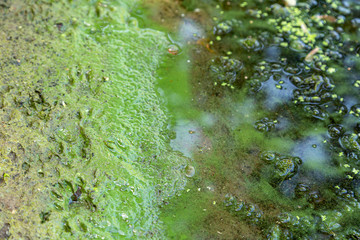Blaualgen in einem Gewässer, baden verboten
