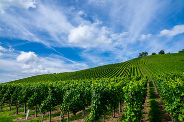 Fototapeta na wymiar Germany, Beautiful green vineyard with healthy plants growing perfect wine in autumn with blue sky