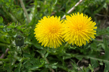 duo de pissenlit jaune 