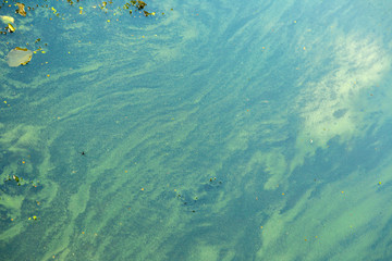 Fototapeta na wymiar Blaualgen in einem Gewässer, baden verboten