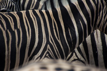 Fototapeta na wymiar zebra on a background