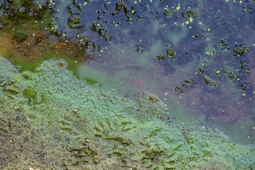 Blaualgen in einem Gewässer, baden verboten