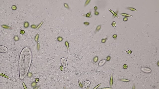 Euglena is a genus of single-celled flagellate Eukaryotes under microscopic view for education.