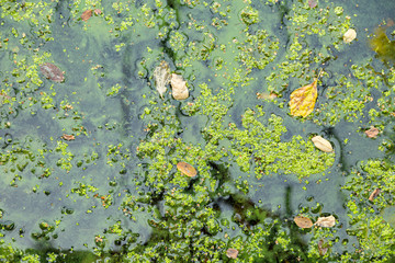 Blaualgen in einem Gewässer, baden verboten