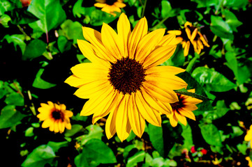 sun flower