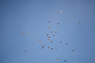 Pigeons flock in the sky. Background of birds in the sky.