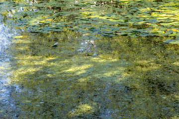 Blaualgen in einem Gewässer, baden verboten