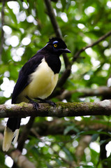 Black and yellow bird Iguazu waterfalls