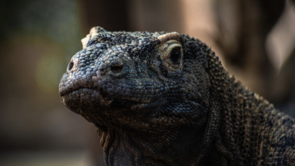 Iguana Smiling Close Up