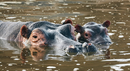 Fototapeta premium Mother hippopotamus and her cub