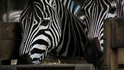 Two Zebra Eating Together