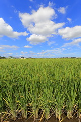 Rice field in Okayama,Japan