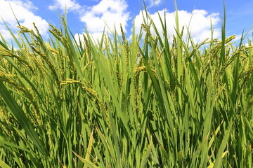 Rice field in Okayama,Japan