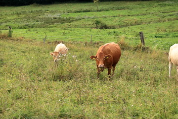 Cow grazing on a lovely green pasture