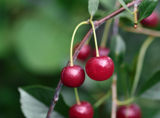 Overripe cherries on green background
